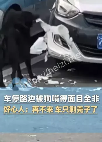 女子车被狗啃
